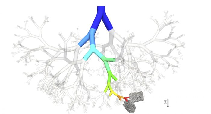 tree-acinus3 tree-acinus3